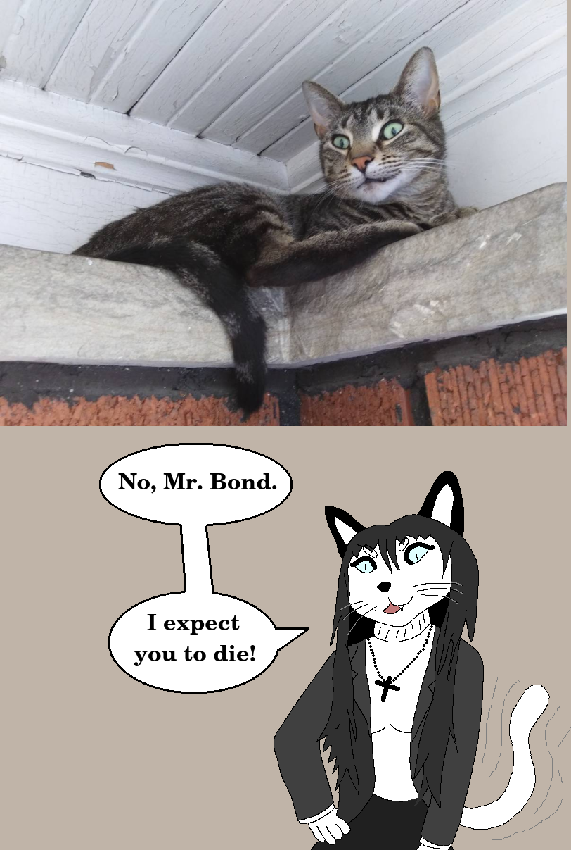 Femcel is here to explain her expectations.png
